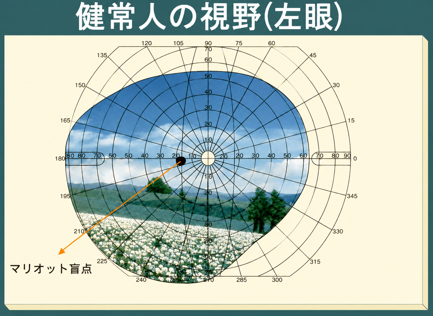 ゴールドマン視野検査による健常人の視野（左眼）