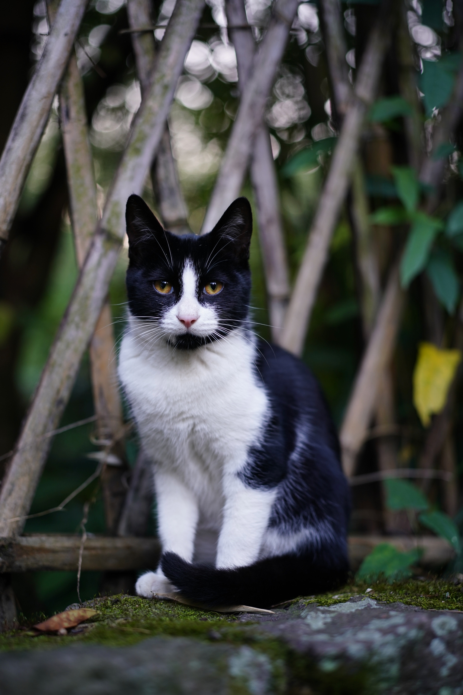 ねこ