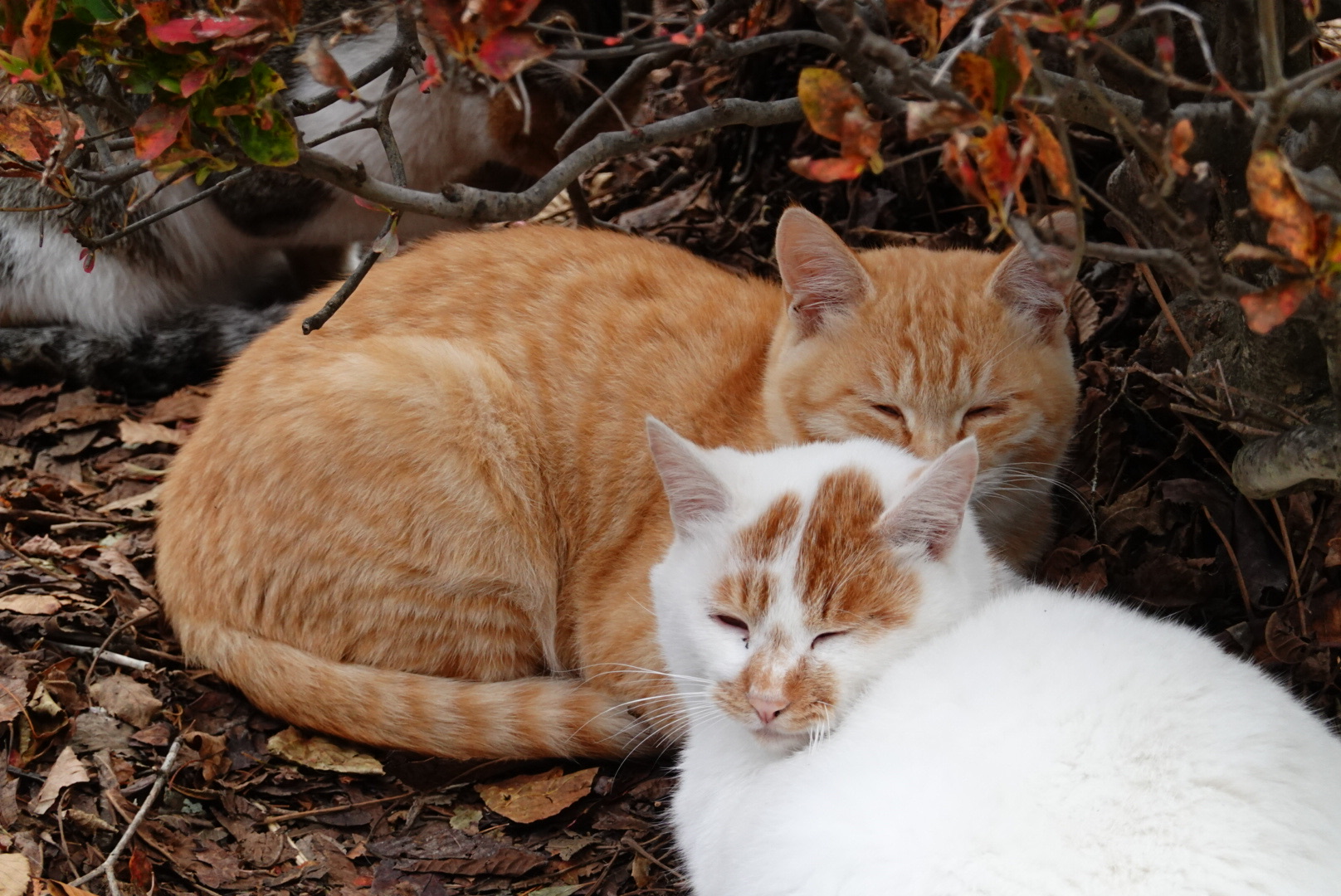ねこ