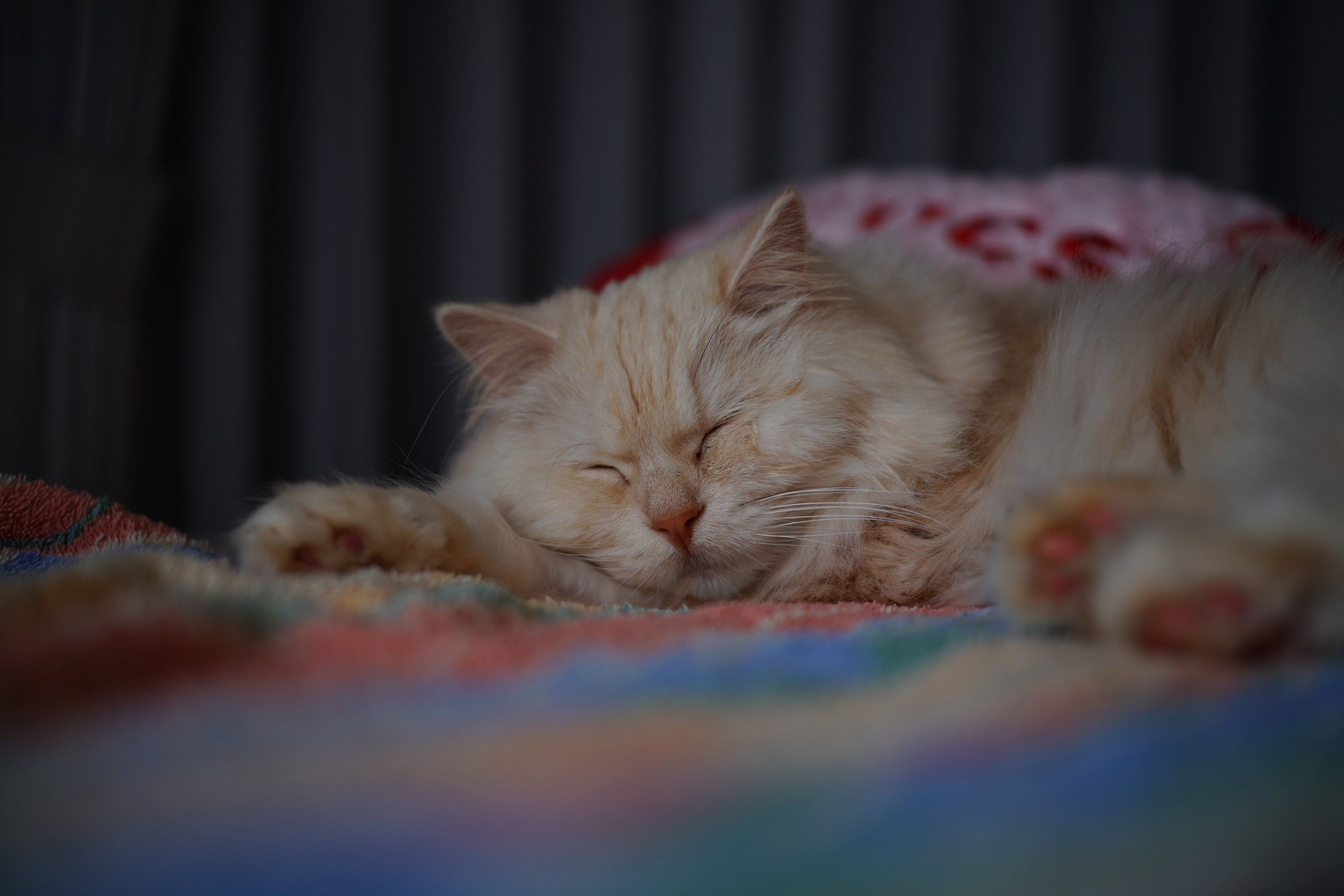 ねこ