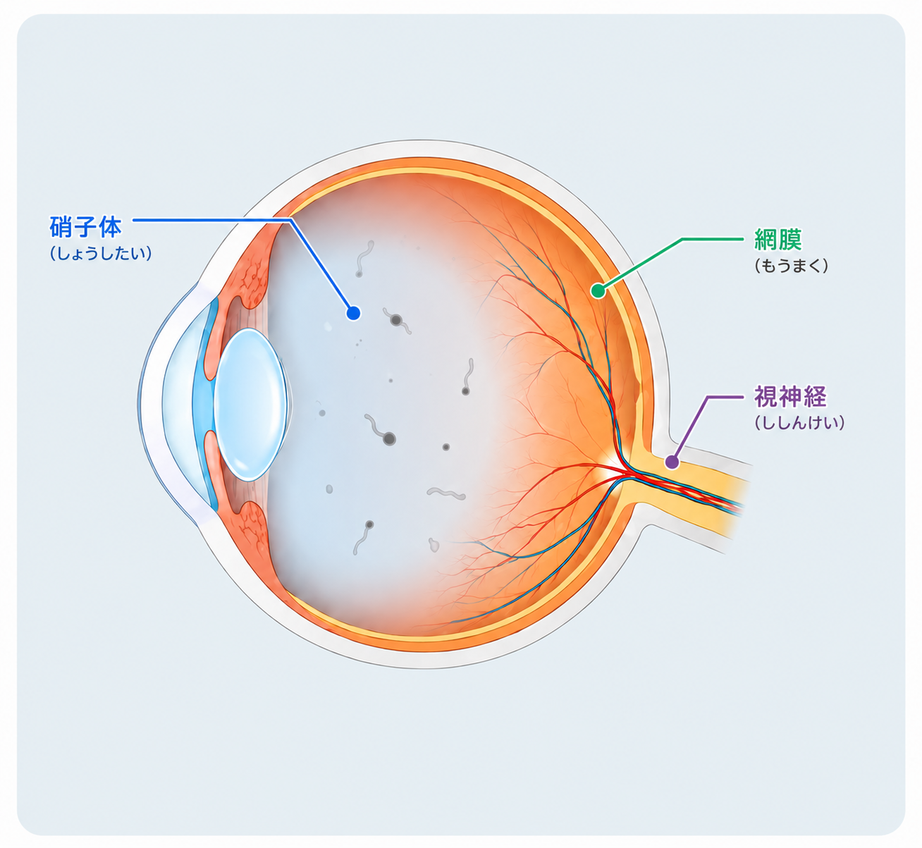 眼球断面図：硝子体と網膜の位置関係